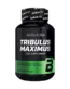 трибулус максимус
